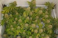 Royal Queen Seeds Hulkberry - foto de Ernst