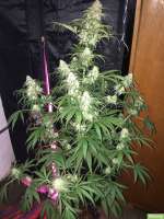 Imagen de SuperS (Lemon Haze)