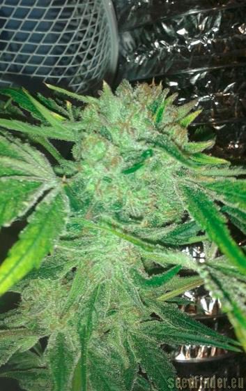 Royal Queen Seeds Medical Mass