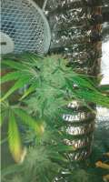 Royal Queen Seeds Medical Mass - foto de wasgedn