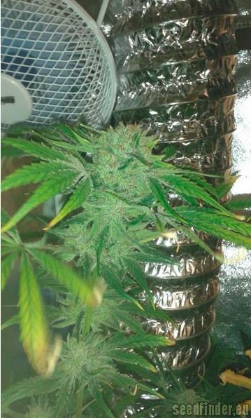 Royal Queen Seeds Medical Mass