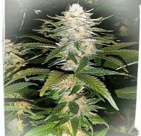 Royal Queen Seeds Northern Light - foto de Blackwidov