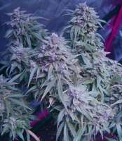 Royal Queen Seeds Northern Light Automatic - foto de Herodotus