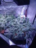 Royal Queen Seeds Northern Light Automatic - foto de Herodotus