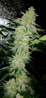 Royal Queen Seeds Pineapple Kush - foto de Cmog420