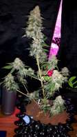 Imagen de weedlover85 (Power Flower)