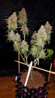 Imagen de weedlover85 (Power Flower)