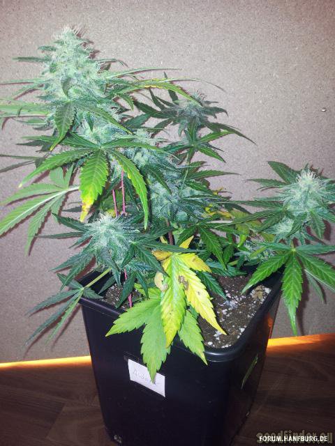 Royal Queen Seeds Royal AK Automatic