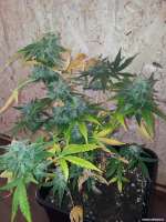 Royal Queen Seeds Royal AK Automatic - foto de Cookiehunter619