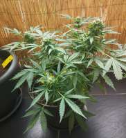 Royal Queen Seeds Royal Bluematic - foto de Kiffcowboy