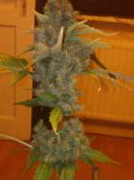 Royal Queen Seeds Royal Caramel - foto de Maurice