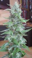 Royal Queen Seeds Royal Cheese Automatic - foto de scoobysnax