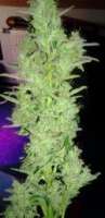 Royal Queen Seeds Royal Dwarf - foto de Hollaender