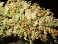 Royal Queen Seeds Royal Gorilla - foto de Majestic