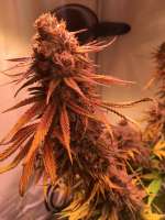 Royal Queen Seeds Royal Highness - foto de lagro