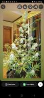 Royal Queen Seeds Shogun - foto de IndicaVibeMe