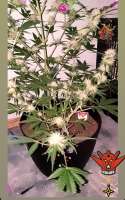 Royal Queen Seeds Shogun - foto de IndicaVibeMe