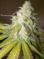 Imagen de WhiteyB (Sour Diesel)