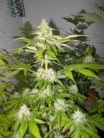 Imagen de WhiteyB (Sour Diesel)