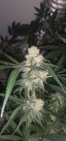 Royal Queen Seeds Sour Diesel - foto de freakboss84