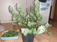 Royal Queen Seeds Special Kush #1 - foto de Greenywi