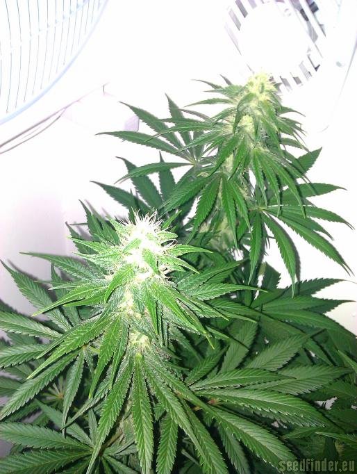 Royal Queen Seeds Special Kush #1