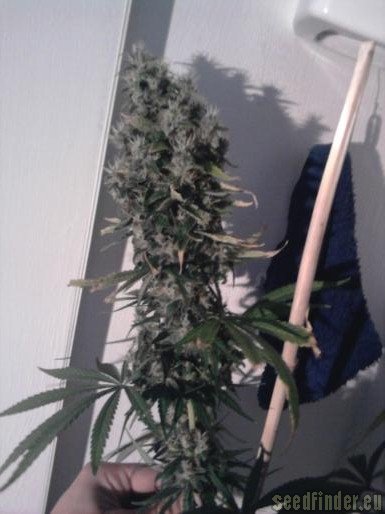 Royal Queen Seeds Special Kush #1