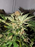 Imagen de lesavoirestunearme7Z (Special Kush Nr1)