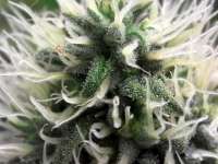 Imagen de fogfarms (Special Kush Nr1)