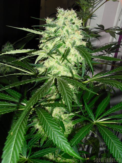 Royal Queen Seeds Special Queen #1