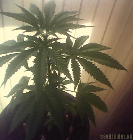 Royal Queen Seeds Special Queen #1