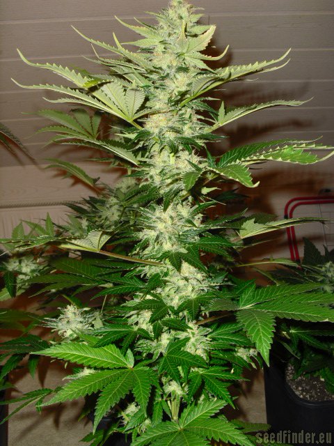 Royal Queen Seeds Special Queen #1