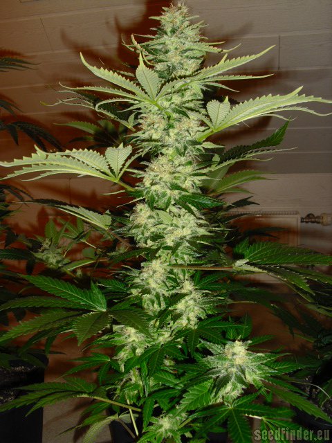 Royal Queen Seeds Special Queen #1