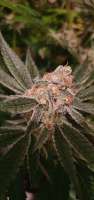 Royal Queen Seeds Triple G - foto de Greefas