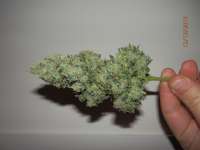 Imagen de djcgio (White Widow)