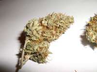 Sagarmatha Seeds AK-48 - foto de tyshoes