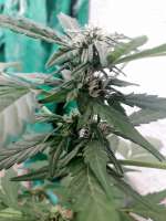 Imagen de Ismapunk123 (Black Domina Auto)