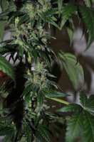 Sagarmatha Seeds Cheez Wreck - foto de delahouse1