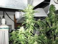 Imagen de Hellfire666 (Indica XXL)