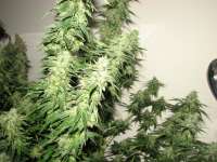 Imagen de Hellfire666 (Indica XXL)