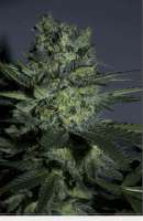 Sagarmatha Seeds Yumbolt - foto de catpiss