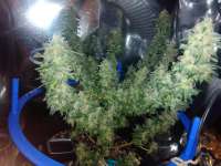 Samsara Seeds Holy Grail 69 - foto de PotHeadMason