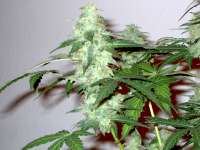 Samsara Seeds Supersonic Cristal Storm - foto de DaPlayer