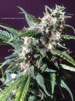 Sannie's Seeds Sugar Punch - foto de shicko