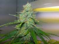 Sativa Seedbank Auto Jock Horror - foto de holden