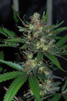 Sativa Seedbank New York Power Diesel - foto de Jubei