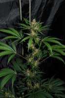 Sativa Seedbank New York Power Diesel - foto de Jubei