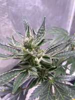 Seattle Chronic Seeds Flomints - foto de MedicalScreener