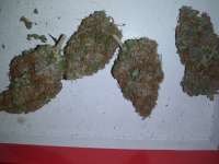 Secret Valley Seeds Purple Pineberry - foto de scag216