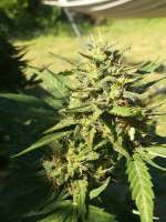 SeedStockers Amnesia Autoflower - foto de hazelover